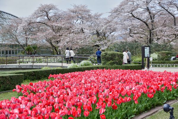 Cherry blossoms and tulips on display at the Kyoto Botanical Garden