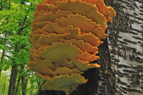The many "shelves" of Laetiporus sulphureus.