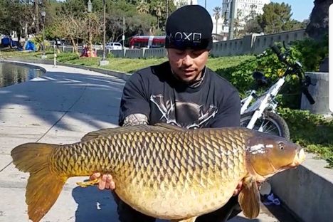 Caught: A 50-Pound Carp in the Middle of Los Angeles