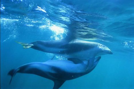 Dolphins mating.