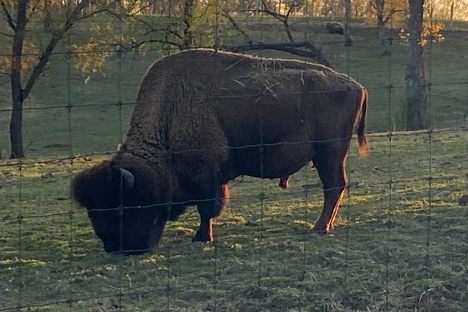Bison of Trexler Nature Preserve