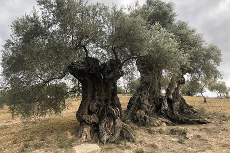 The Millennial Olive of Arroyo Carnicero