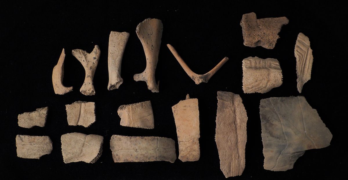 Turtle bones found under the floorboards. Turtle was a commonly eaten American dish in the 1800s.