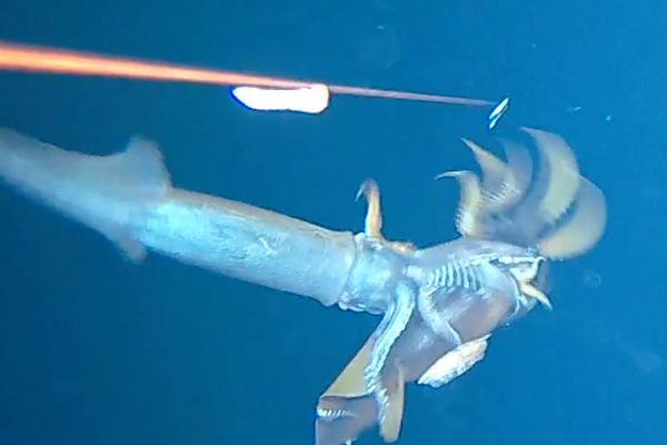 The moment the larger squid strikes!