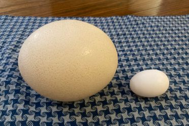 An ostrich egg, alongside a regular chicken egg for scale.