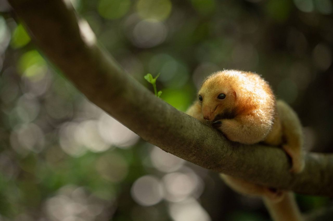 A silky anteater, small enough to sit comfortably in your palm, rests in the canopy of a mangrove forest in Brazil’s Parnaíba Delta.