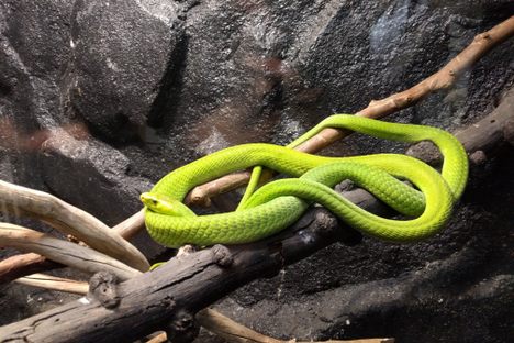 Cape Fear Serpentarium