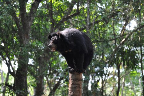 Tat Kuang Si Bear Rescue Centre