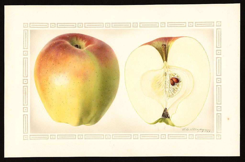 The former samurai who bred Japan's first apple, the "Indo" variety pictured here, named it after the state of Indiana. 