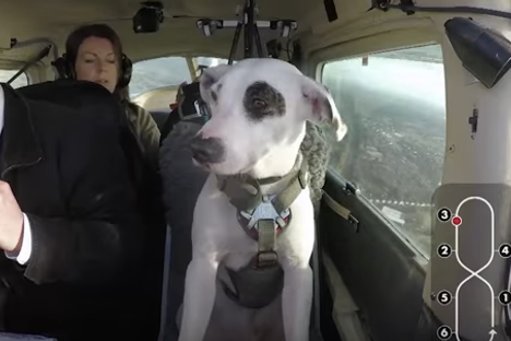 Watch This Video of a Dog Flying a Plane