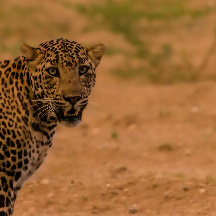Leopards are but one of the many species at Jawai dam