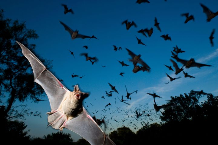 Donate to Colorado Bat Watch