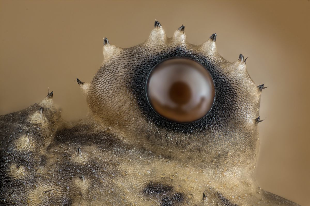 <em>Opiliones</em> (daddy longlegs) eye (12th Place).