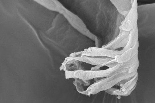 Some of the "finger-like projections" on a tsetse fly's saliva tube.