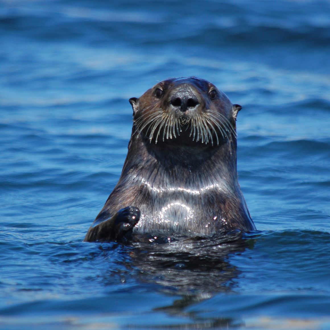 Sea otter surfacing.