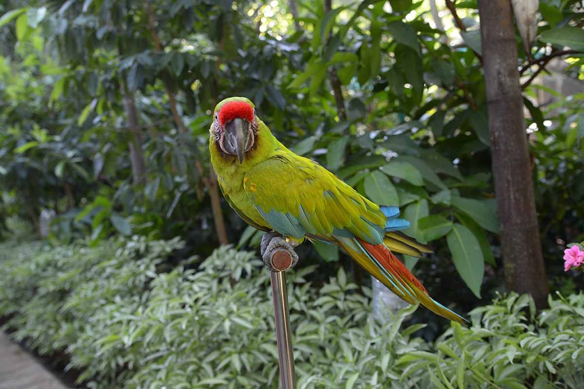 A green military macaw. 