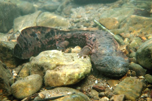 The Eastern hellbender prefers cold, rocky streams.