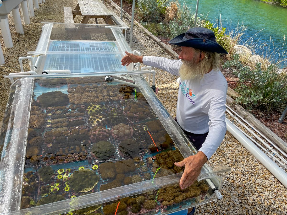 Coral conservation expert David Vaughan stands beside a tank where scouts are propagating and growing varieties of coral for eventual outplanting in nearby reefs.
