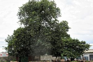 Photo of Ndola