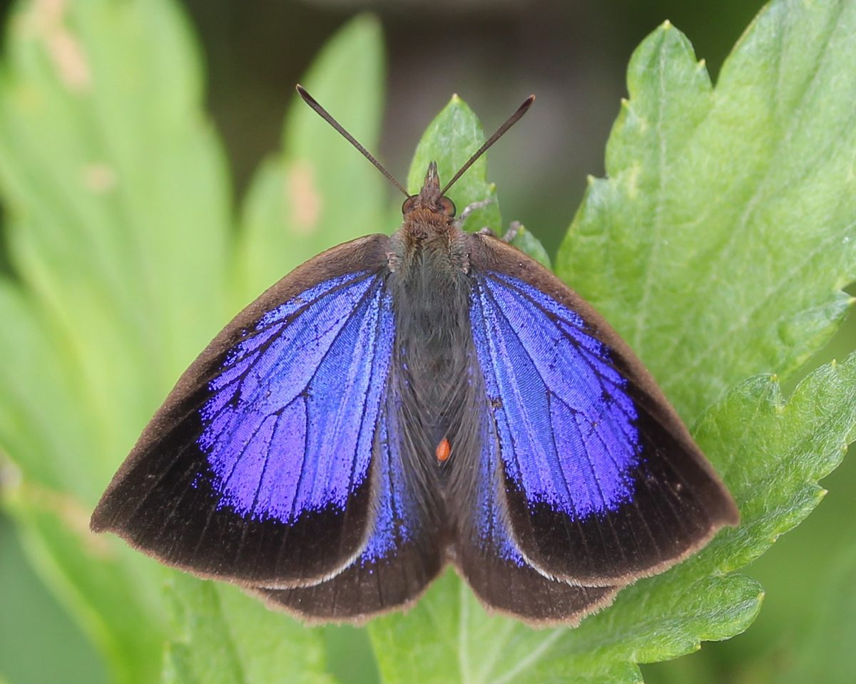 Japanese oakblue butterflies (<em>Narathura japonica</em>, also known as <em>Arhopala japonica</em>) get a leg up on survival as caterpillars by recruiting and controlling a phalanx of ant bodyguards.