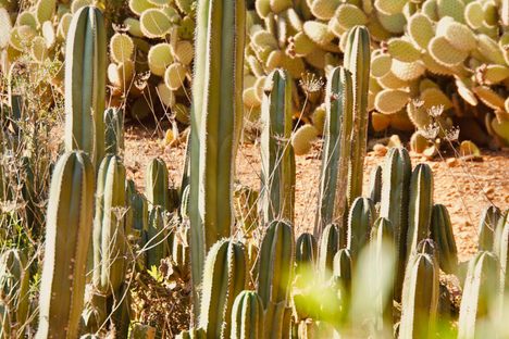 Some of the cacti are over a decade old.