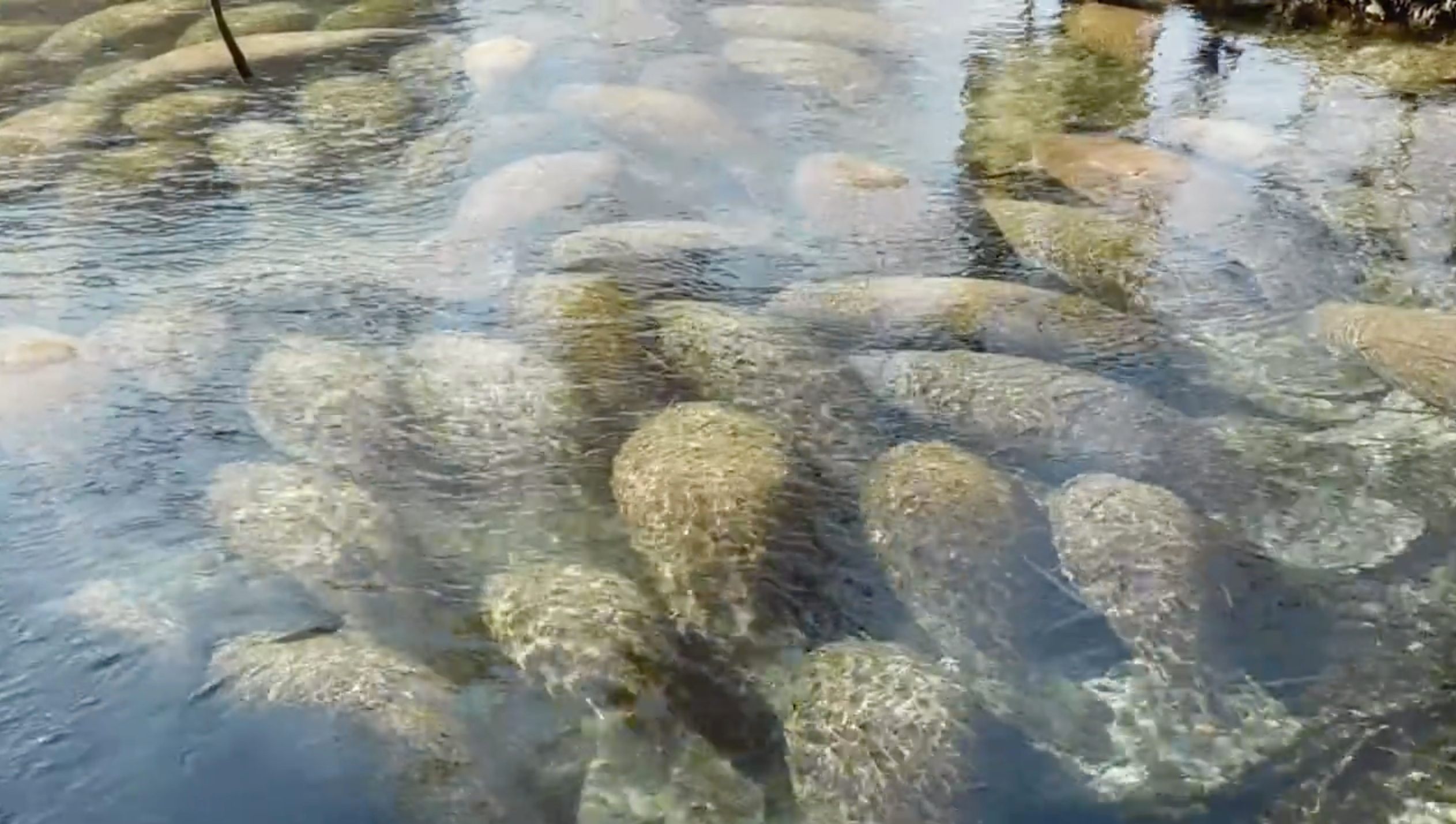 Over 300 manatees have gathered in Three Sisters Springs to keep warm and hang out together.