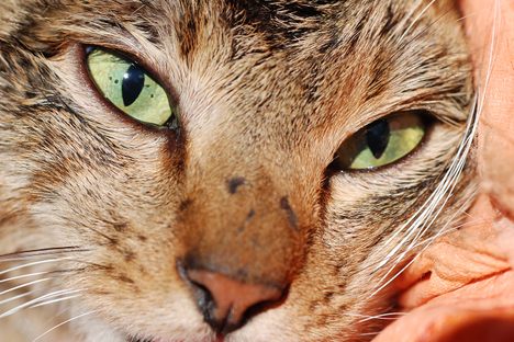 According to recent genetic analyses, "forest cats" may have arrived on the island as far back as 1,000 years ago.
