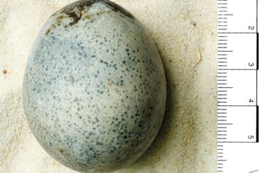 It's the oldest unintentionally preserved egg in history.