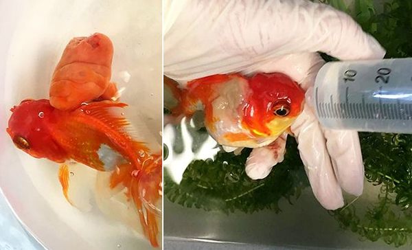 Veterinarians Remove Goldfish-Sized Tumor From Goldfish - Atlas Obscura