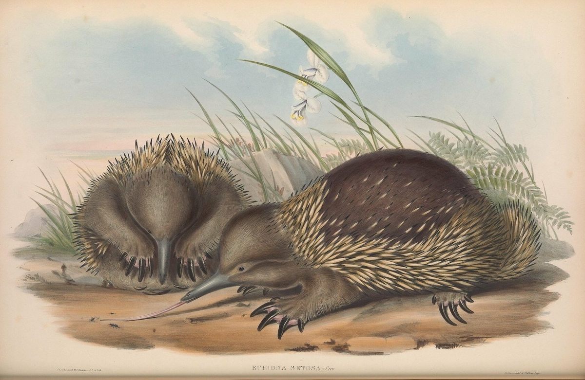 The echidna is one of two monotreme species on Earth. The other is the Australian platypus.