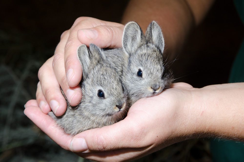 A pair of 20-day-old baby pygmy rabbits, five days after first emerging from the maternal den.