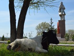 Relocated Lenin from the back, with cow for scale.