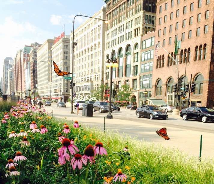 Flowers help monarchs survive life in the big city.