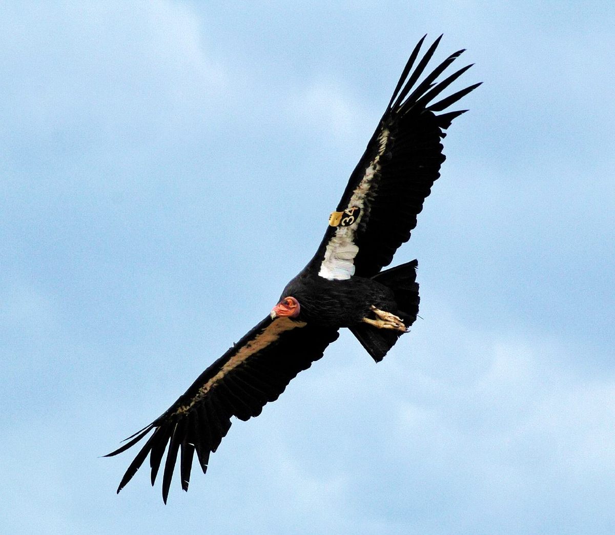 California condors, with a wingspan of up to 10 feet, are the largest birds in North America.