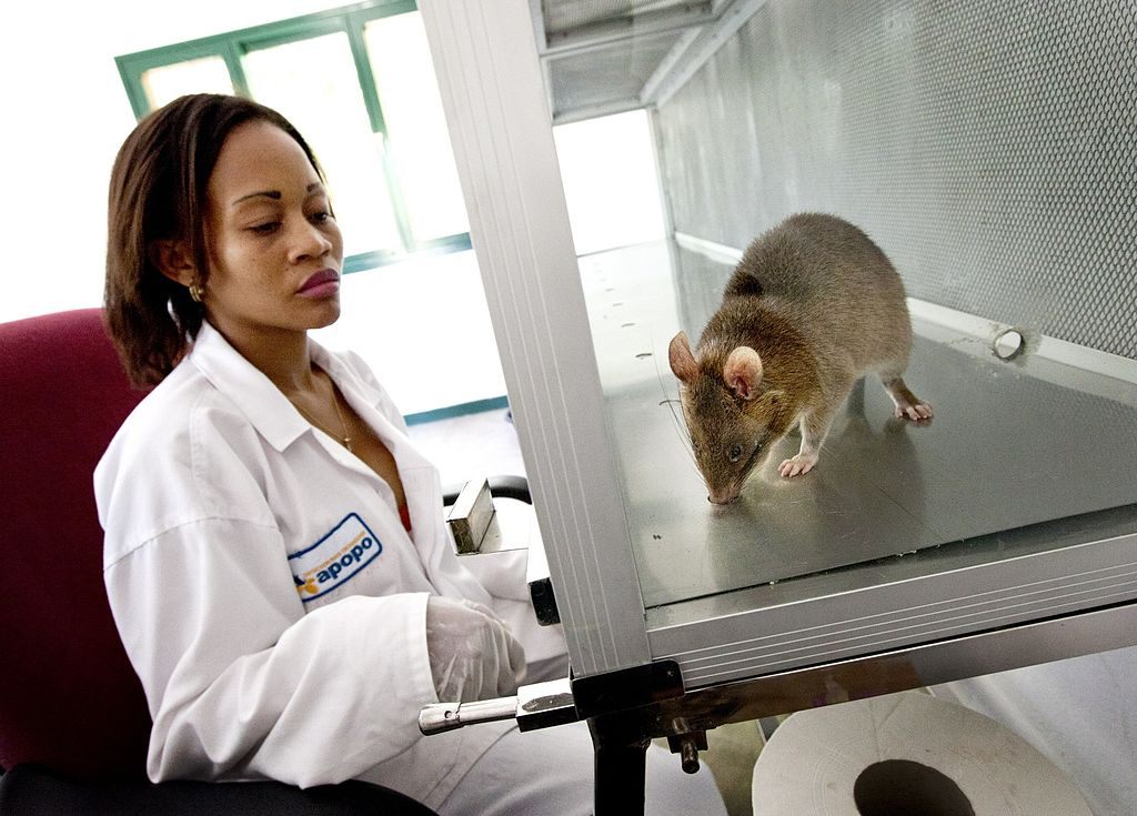 One HeroRAT can assess 100 samples for TB in around 20 minutes.