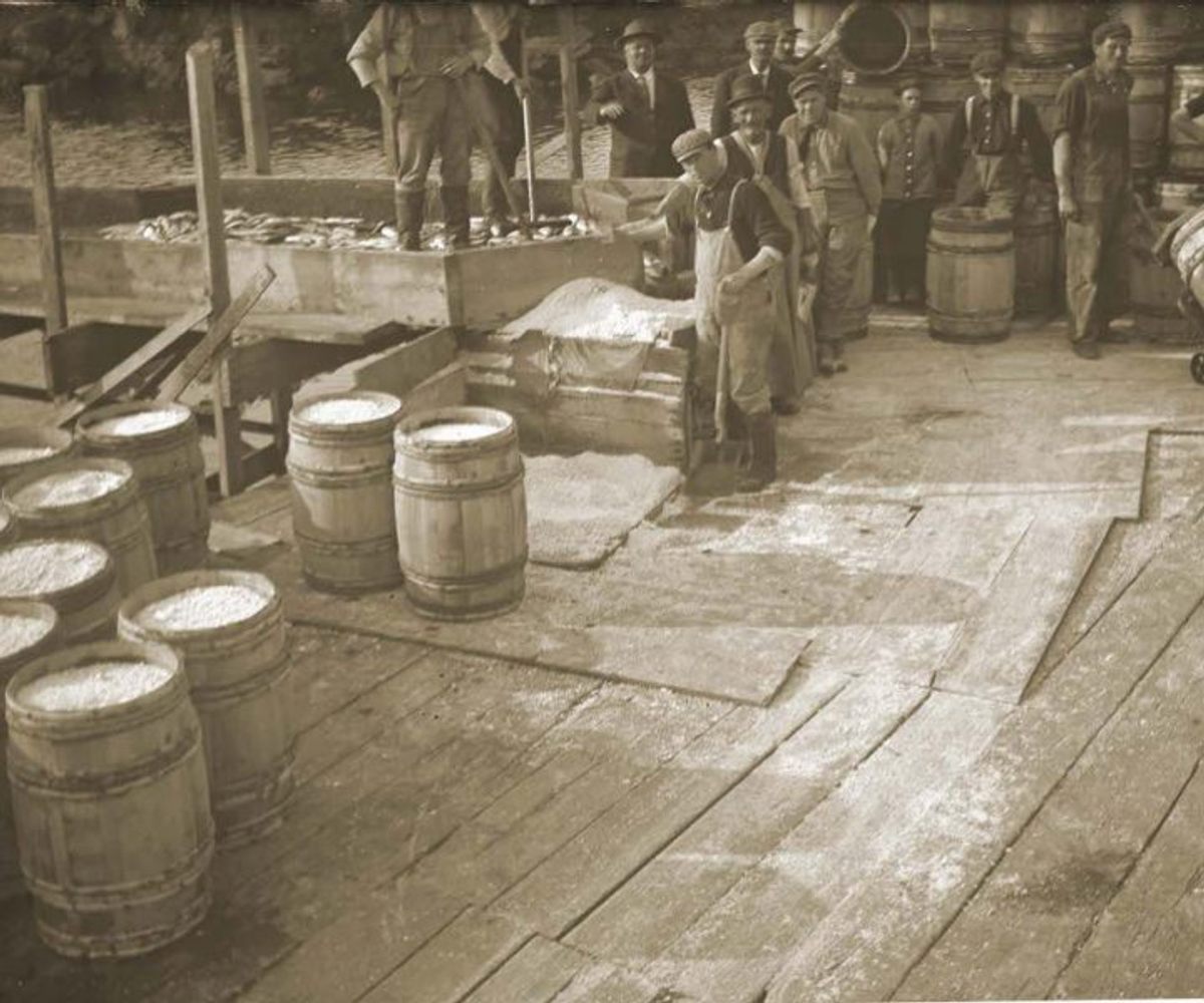 Historically, harvested alewives were salted or smoked, and packed in barrels to be shipped overseas as a reliable and inexpensive food. 