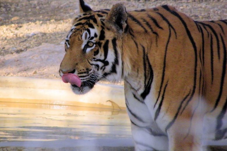 Nagarjunsagar-Srisailam Tiger Reserve – Udimalla, India - Atlas Obscura