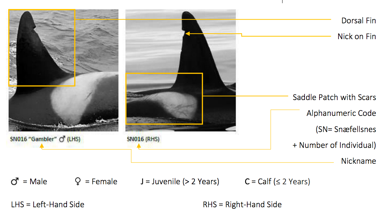 This key from the West Iceland catalog lays out fin and saddle patch features for easier identification.