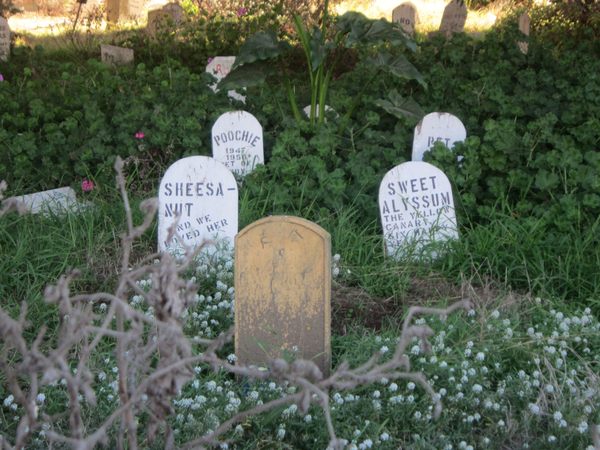 Presidio Pet Cemetery – San Francisco, California - Atlas Obscura
