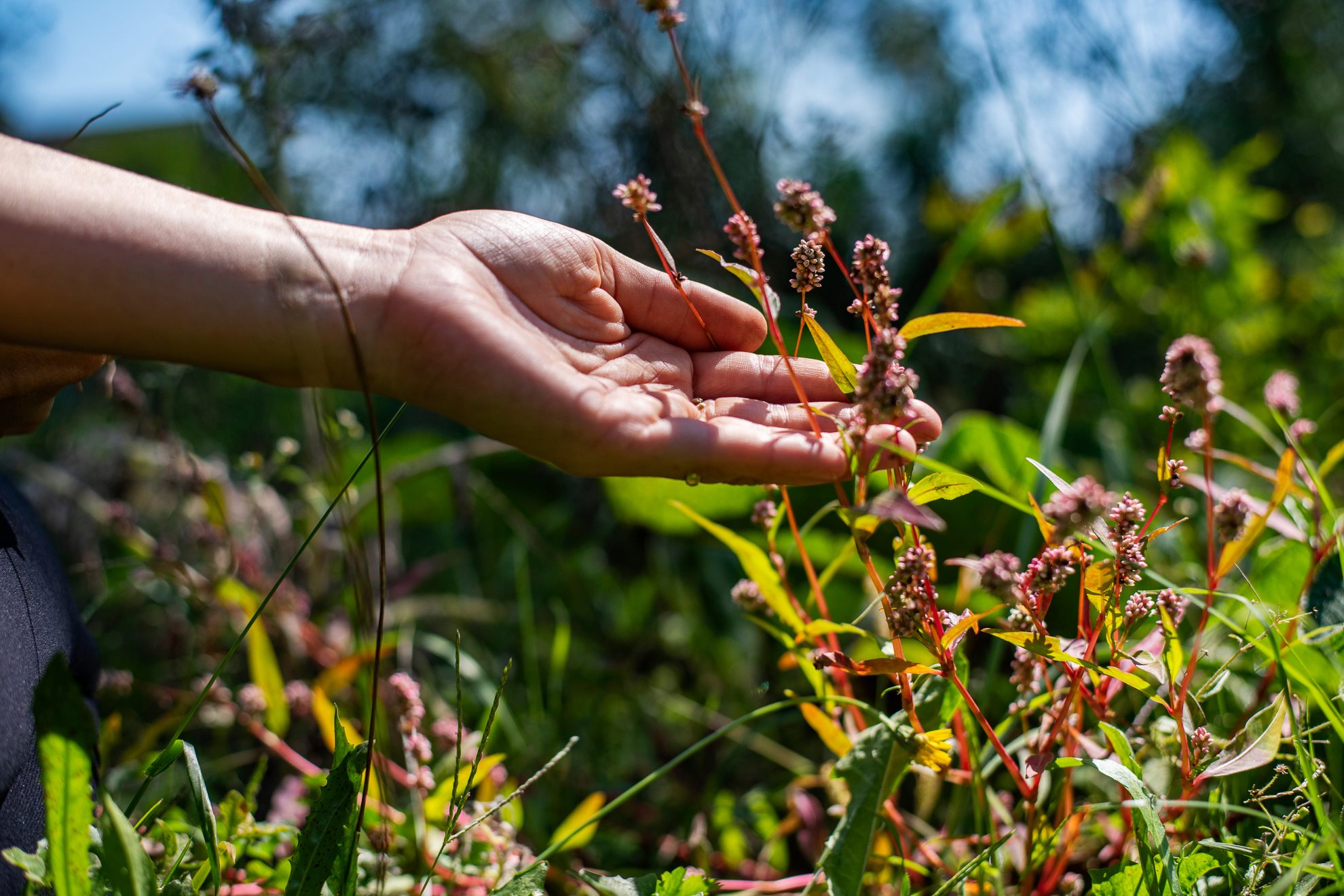 Lady's thumb is one of the 15 species of Polygonum in Slovenia; they are all edible.