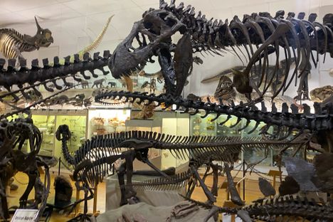 Museum at Black Hills Institute