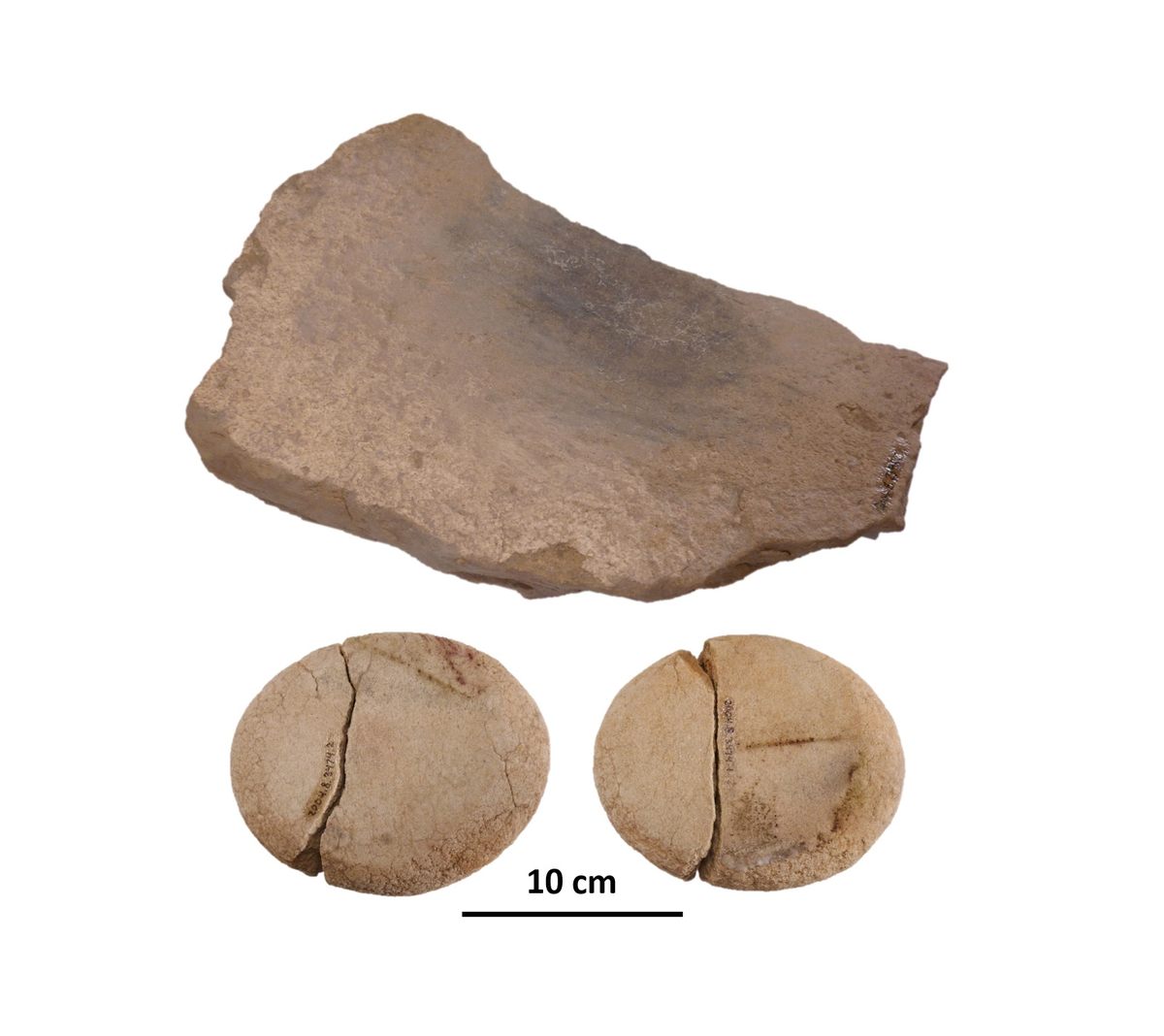 Tools from the North Creek Shelter site held potato starch residue from nearly 11,000 years ago. These particular tools had granules that were between 9,300 and 8,000 years old.