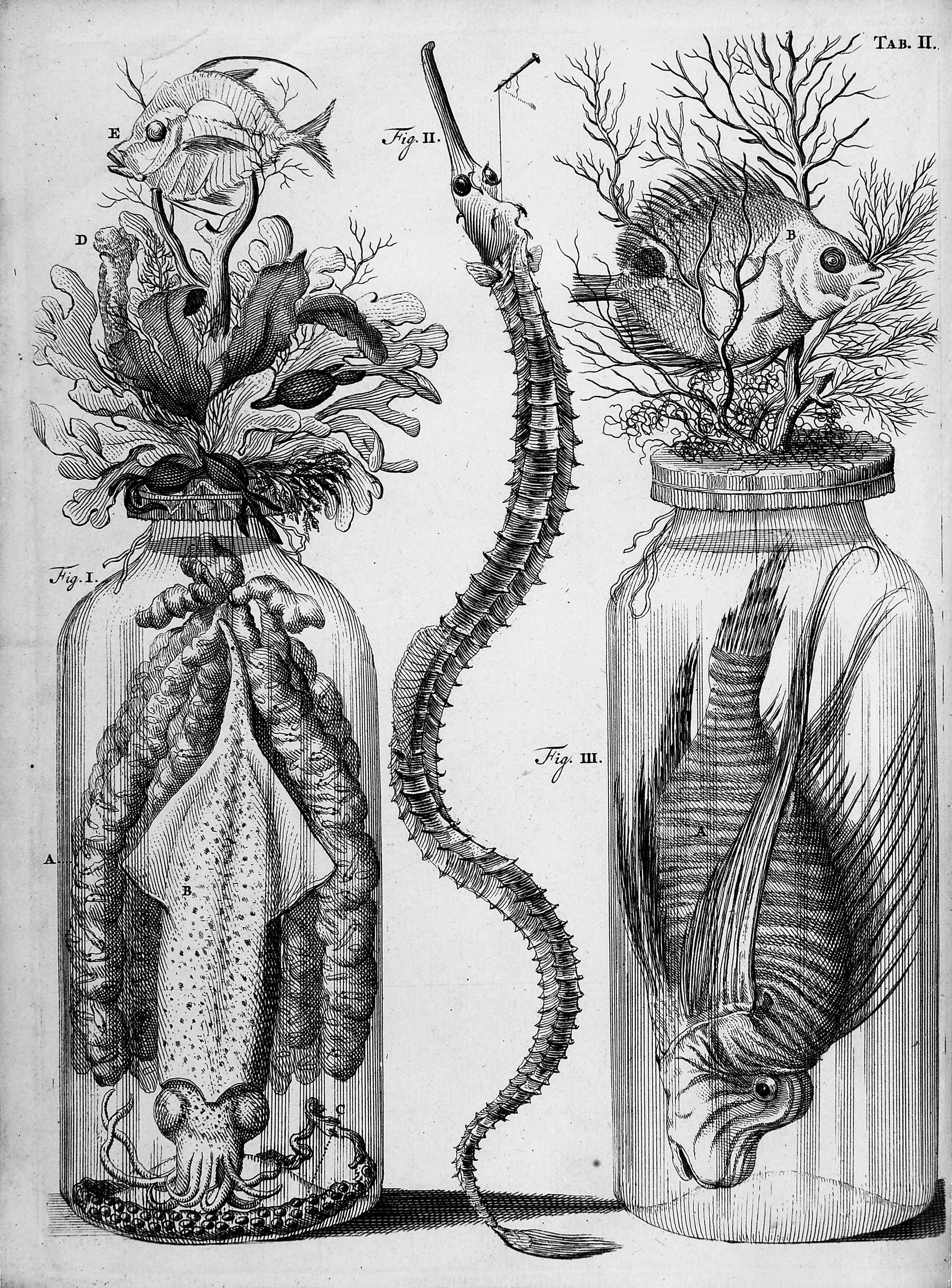 An assortment of preparations of marine specimens including a squid with eggs.