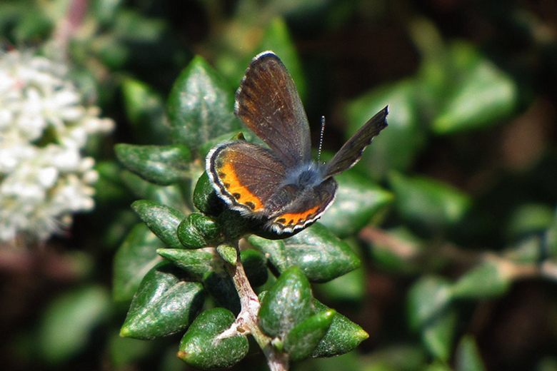 An El Segundo blue butterfly with brown and orange wings rests on a green leafy plant.