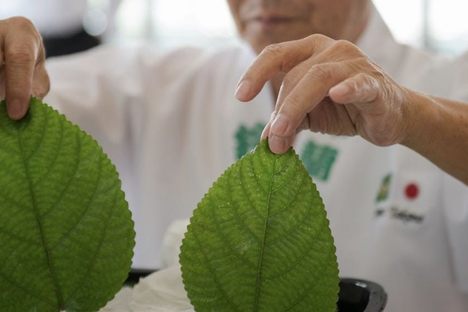 At Shin Suzuran, Takano handles nettle leaves. 