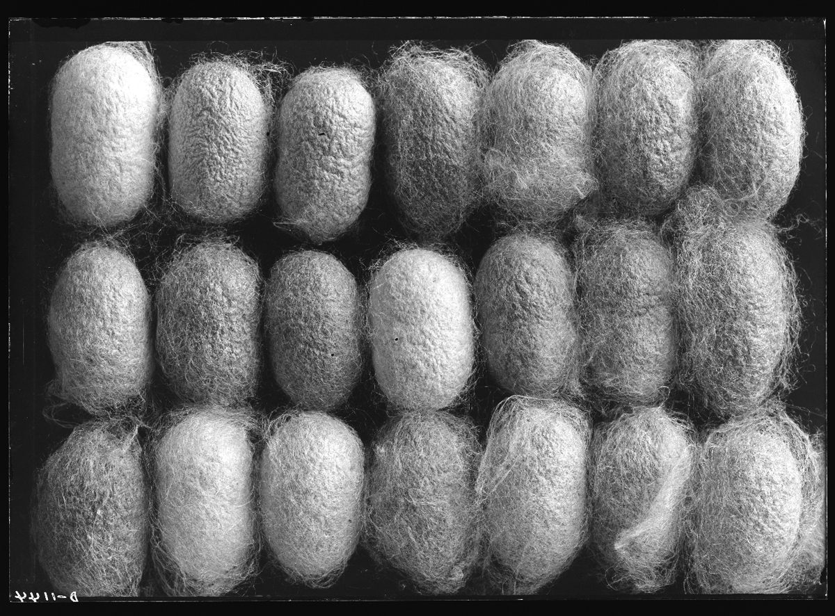 Silkworm cocoons. 