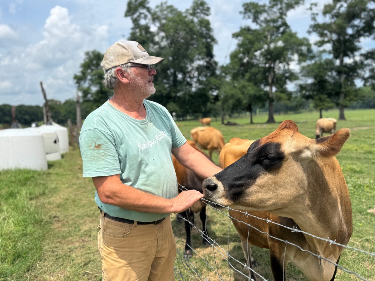 Kenny Mauthe’s friendly Jersey cows are paid in many head scratches.