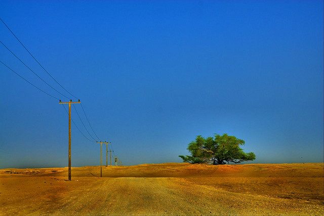 Desert leading to the Tree of Life.