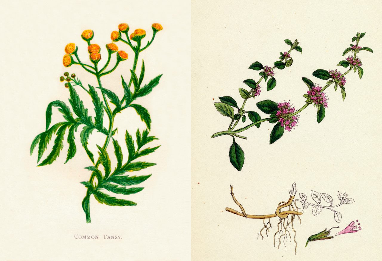 Tansy (left) and pennyroyal were two toxic herbs used in the 19th century to induce abortions.