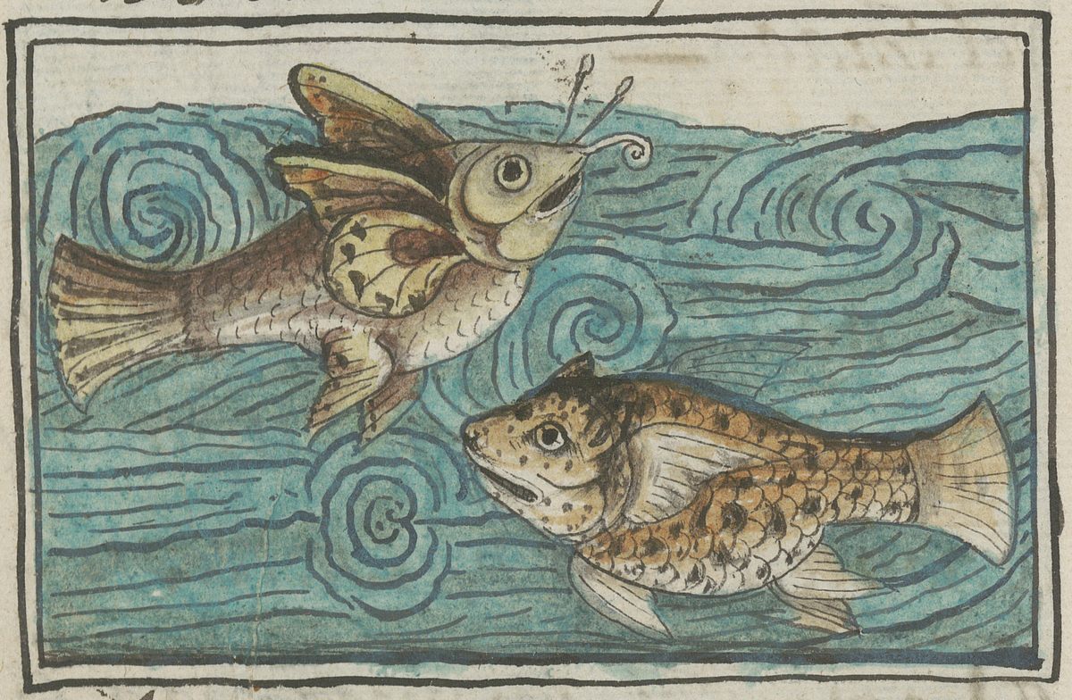 Plants and animals known to and used by the Aztecs, including the butterfly and jaguar fish (<em>papalomichi</em> and <em>ocelomichin</em>), are documented and illustrated in the codex.